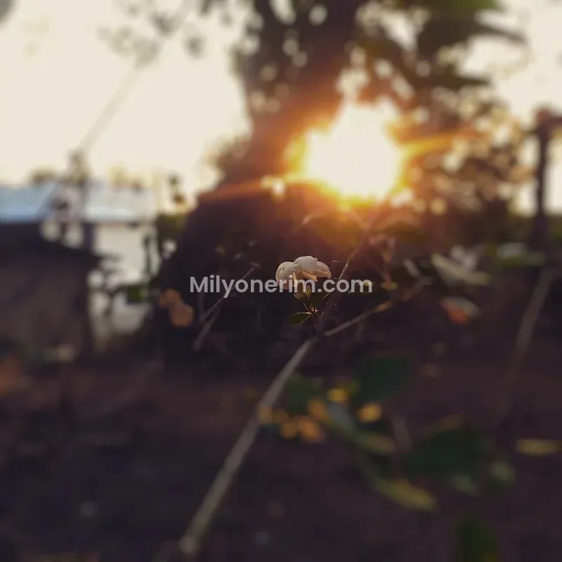 GÜNLÜK YEVMİYELİ İŞ İLANI GÜNLÜK YEVMİYELİ İŞ İLANI