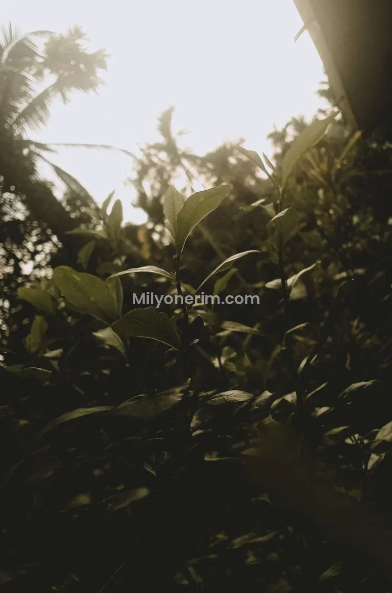 GÜNLÜK YEVMİYELİ İŞ İLANLARI GÜNLÜK YEVMİYELİ İŞ İLANLARI