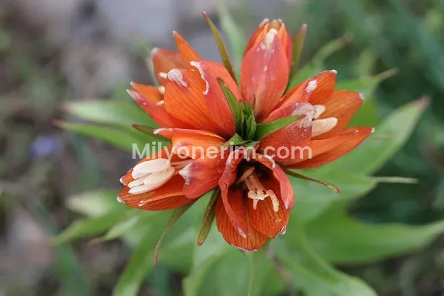 Alanya Belediyesi iş ilanları