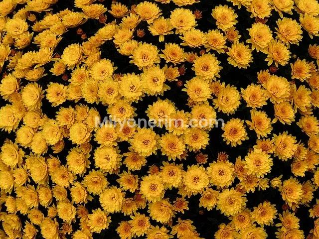 Borsa ile Para Kazanma: Yeni Başlayanlar İçin Adım Adım 2025 Rehberi