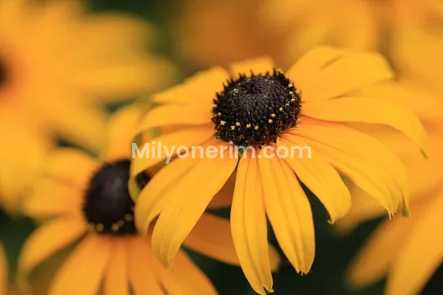 Dolar Yatırımı ile Para Kazanma 2026: Başlangıç Rehberi ve 5 Akıllı Strateji