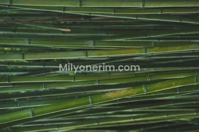 Dolar Yatırımı ile Para Kazanma 2026: Başlangıç Rehberi ve 5 Akıllı Strateji