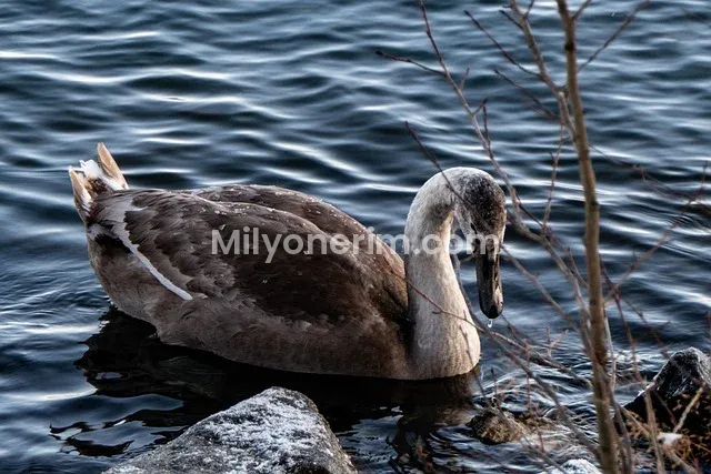 Tarım ve Orman Bakanlığı Personel Alımları